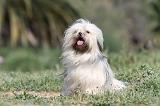 LHASSA APSO 005